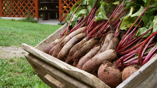 Supercharge Your Workouts with Beetroot Powder